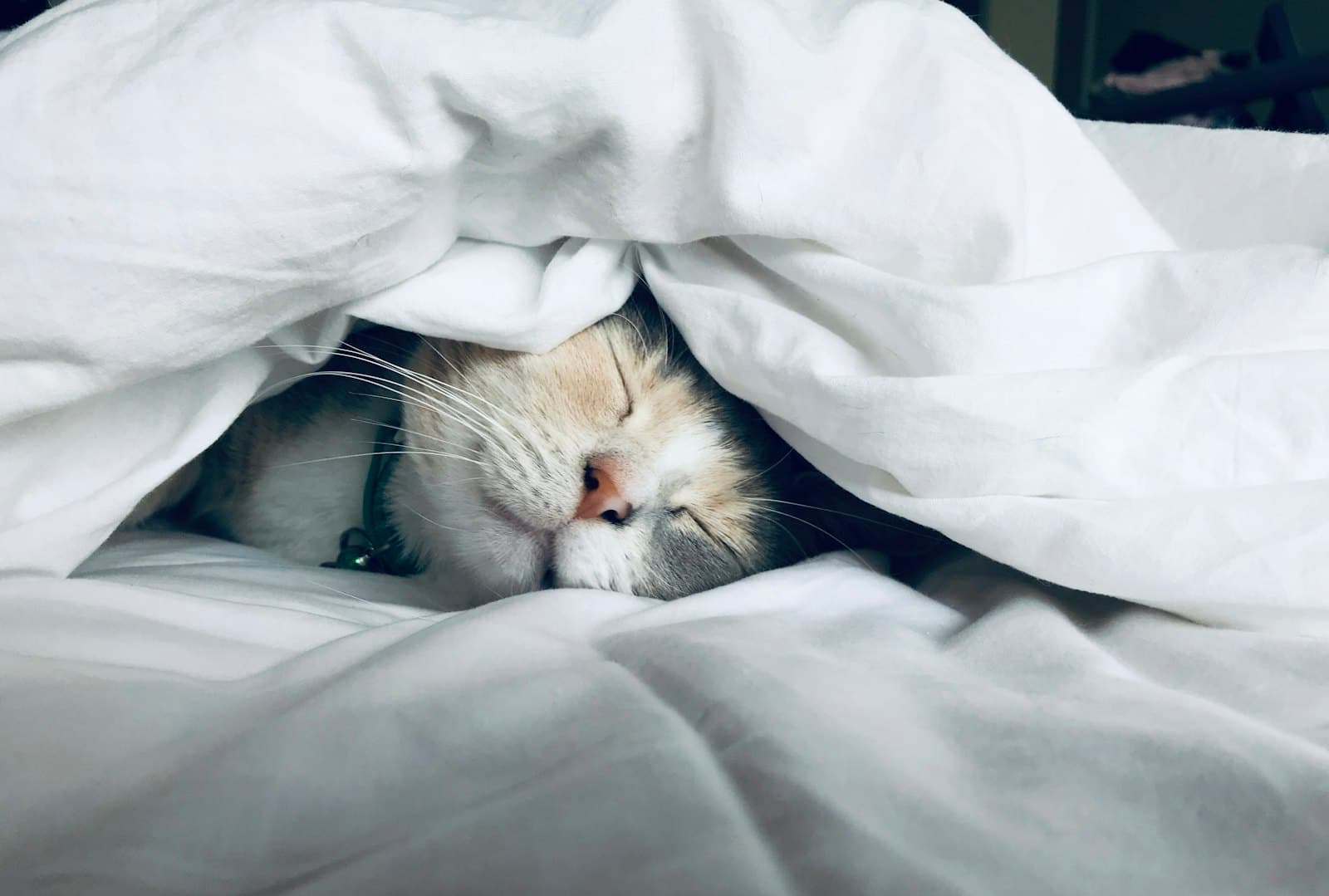 A cat tucked under a white doona